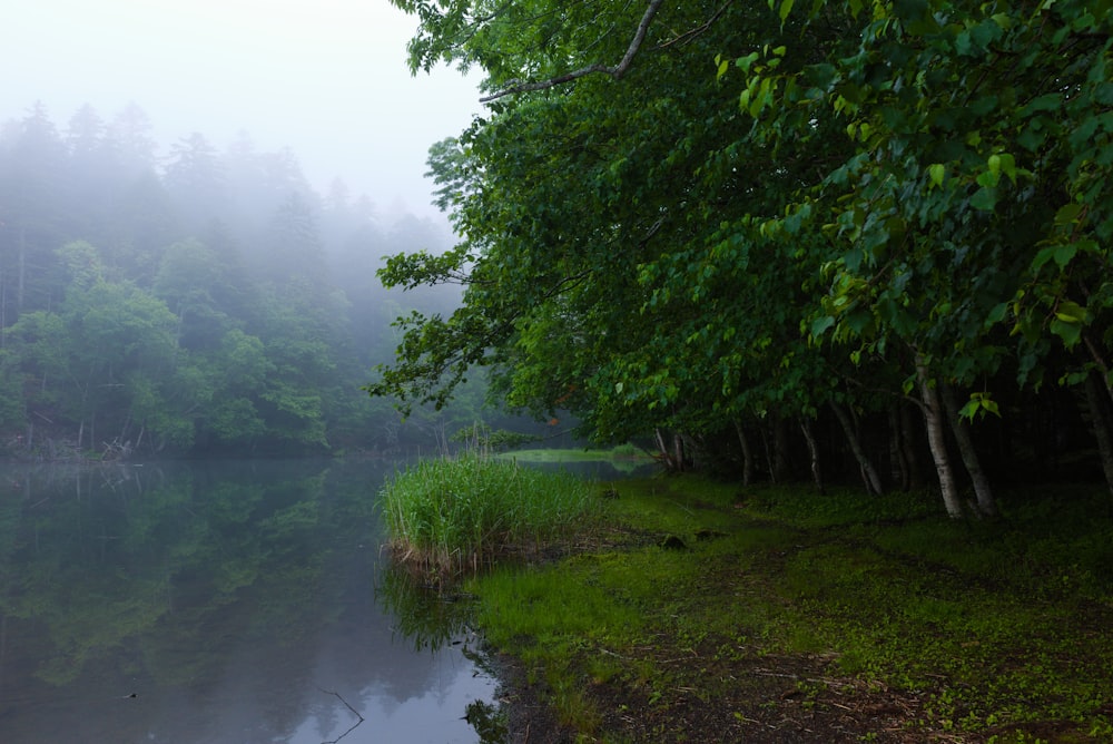 a river with trees on the side