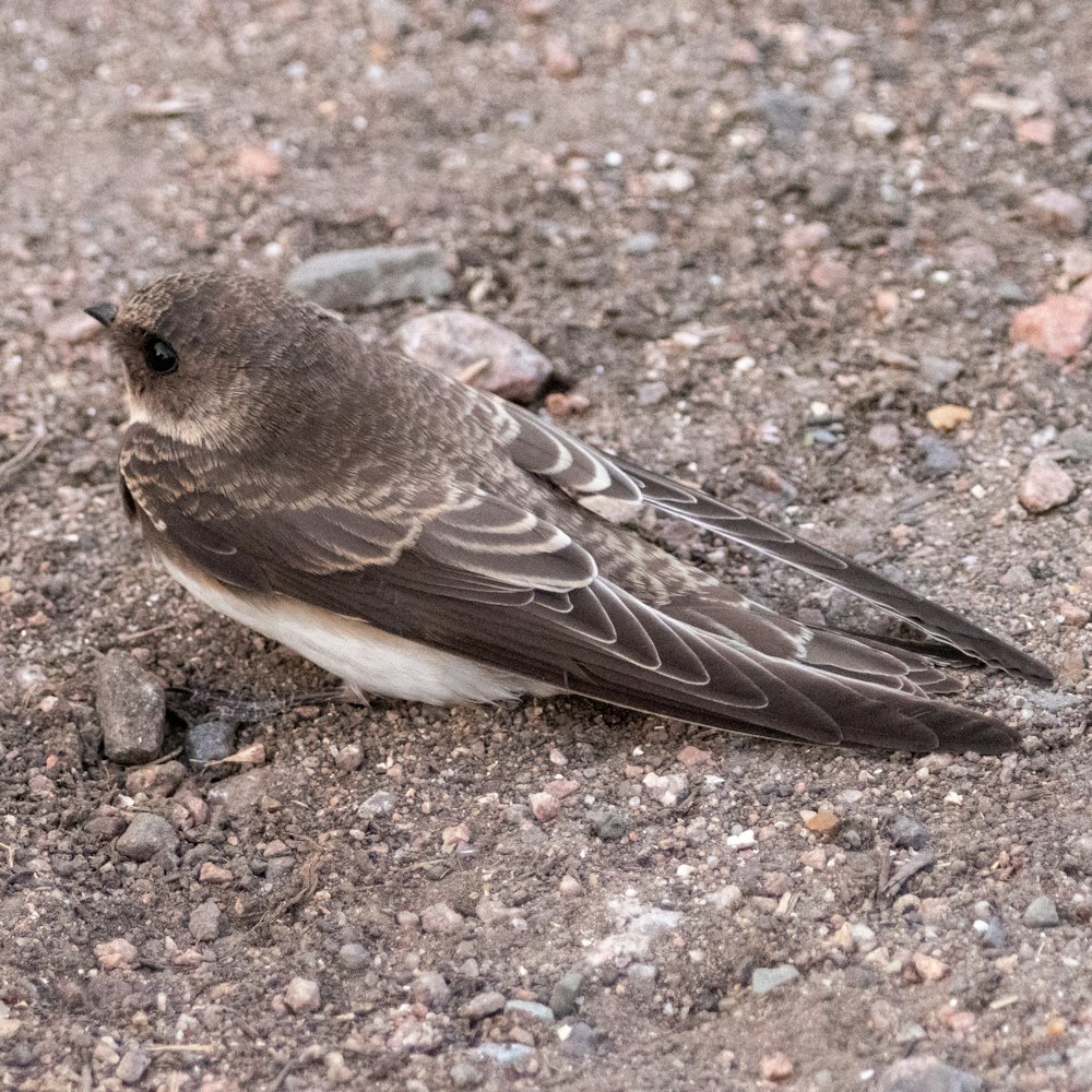 a bird sitting on the ground