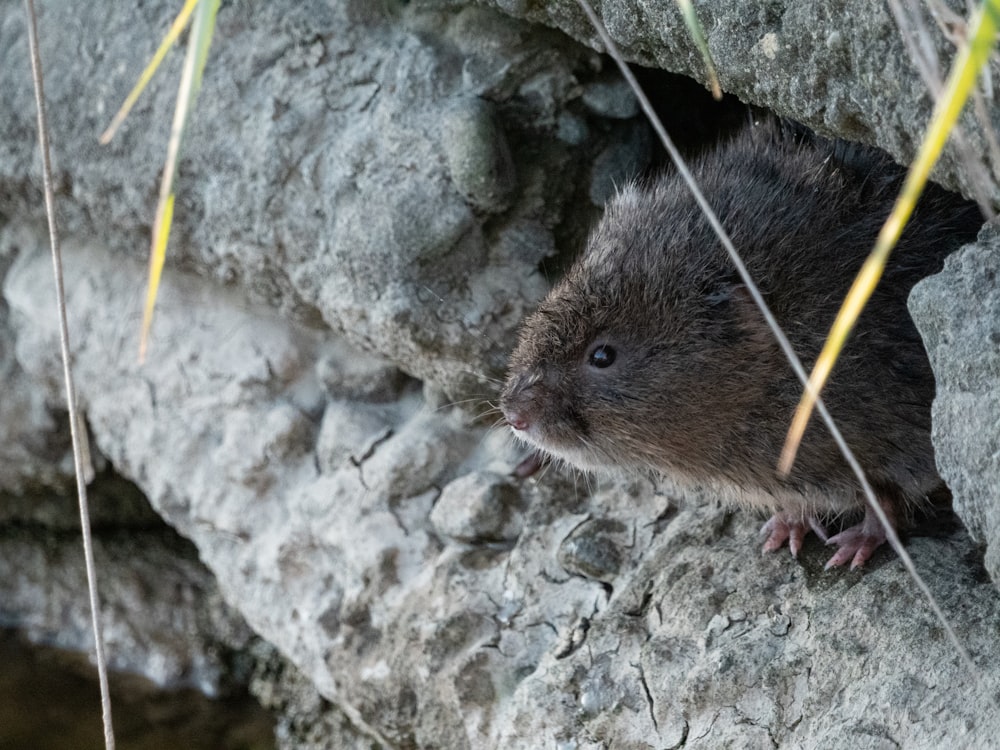 a small animal on a rock