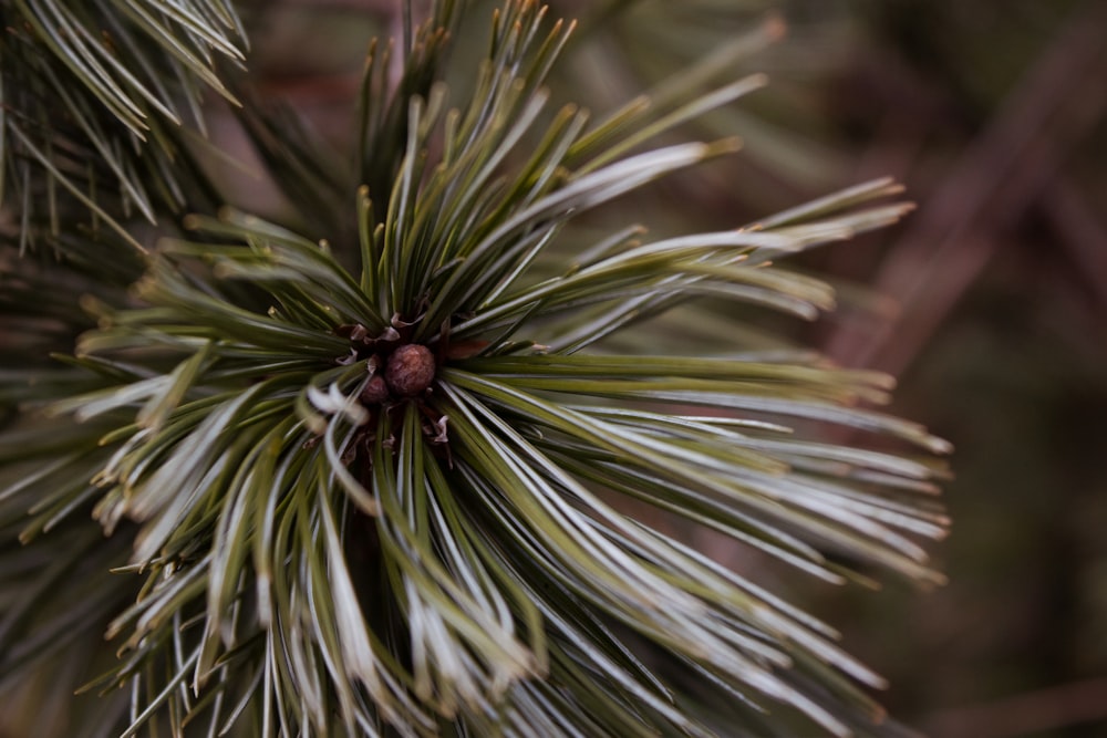 a close up of a pine tree