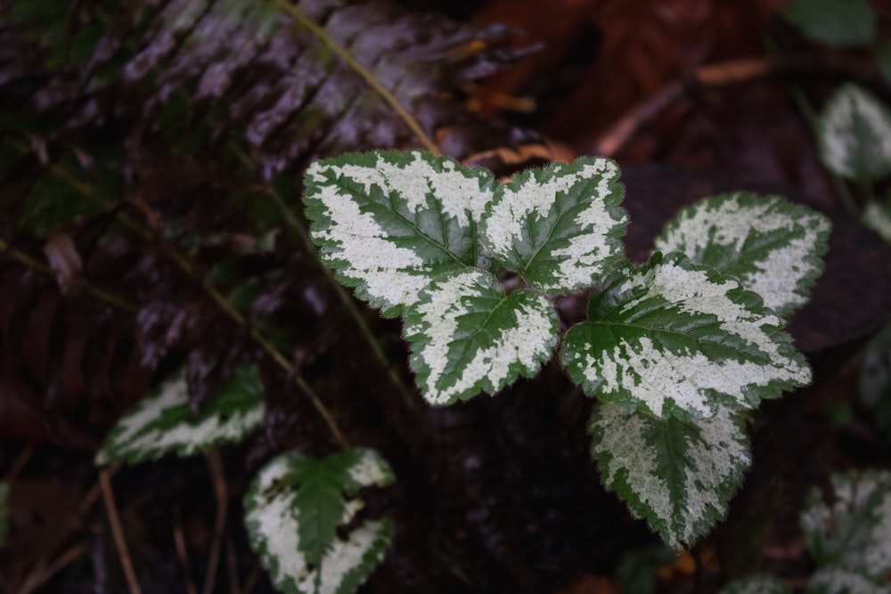 a close up of some leaves