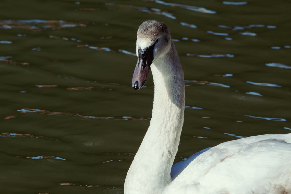 a bird in the water