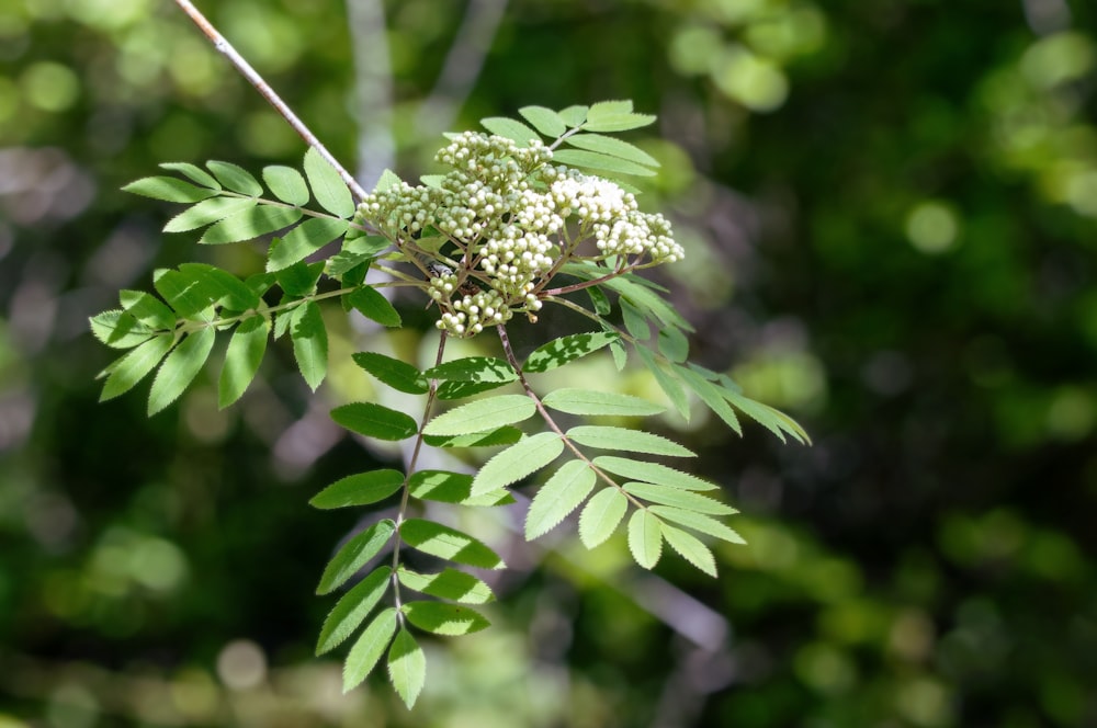 a white flower on a tree