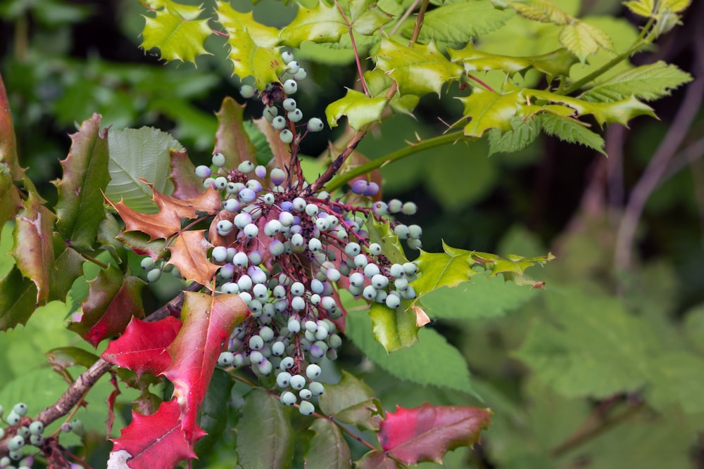 a close up of a plant with berries on it