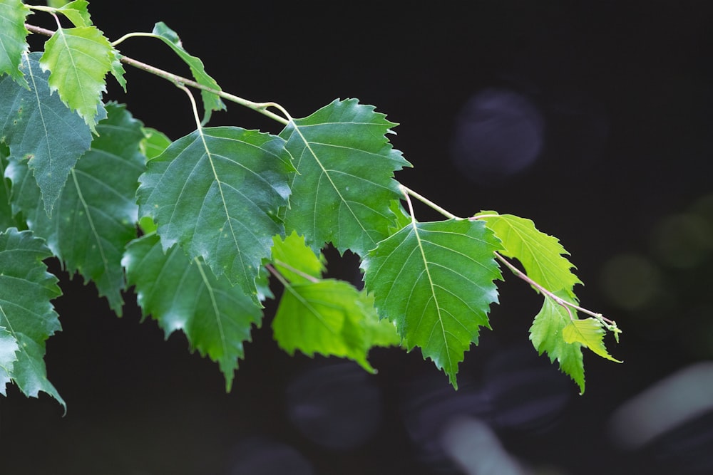 a close up of a green leaf