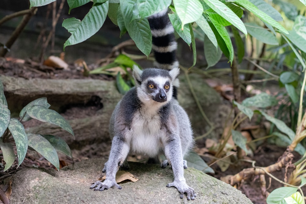 Un lemure in piedi su una roccia