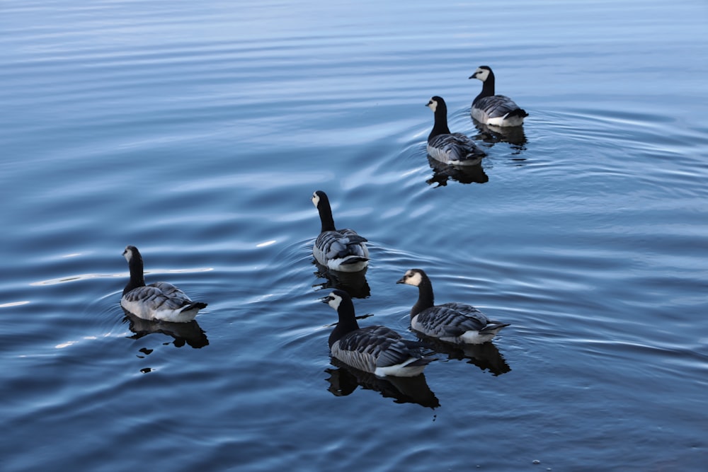 a group of ducks swimming in a lake