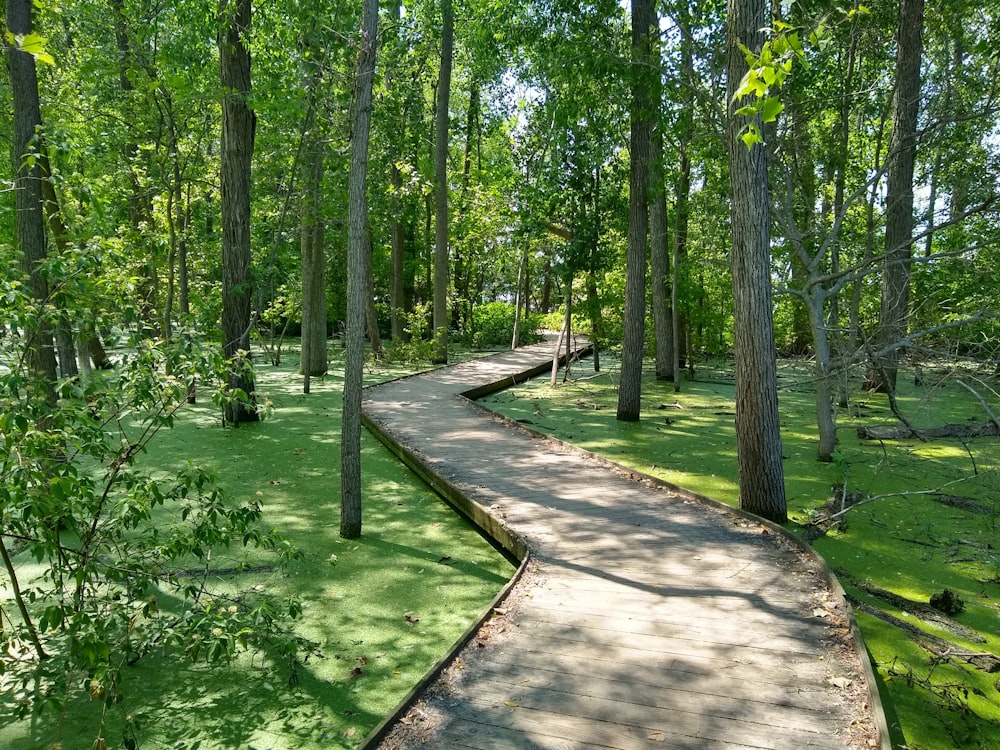 Un chemin à travers une forêt