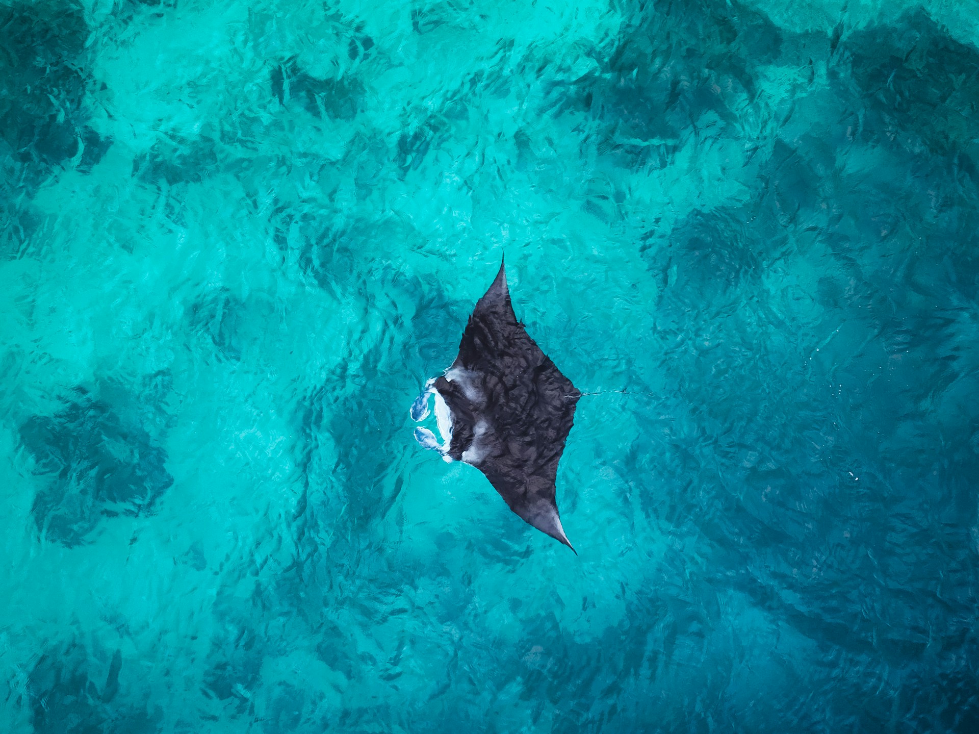 a fish swimming in the water