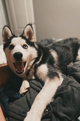 A Siberian Husky is lying down on a dark blanket with its mouth open, displaying a playful and energetic demeanor. The fur is predominantly black and white, and its blue eyes stand out prominently.