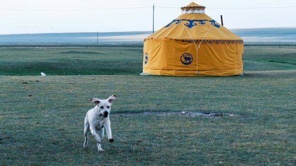 A dog running in a field — Song-Köl, Kyrgyzstan