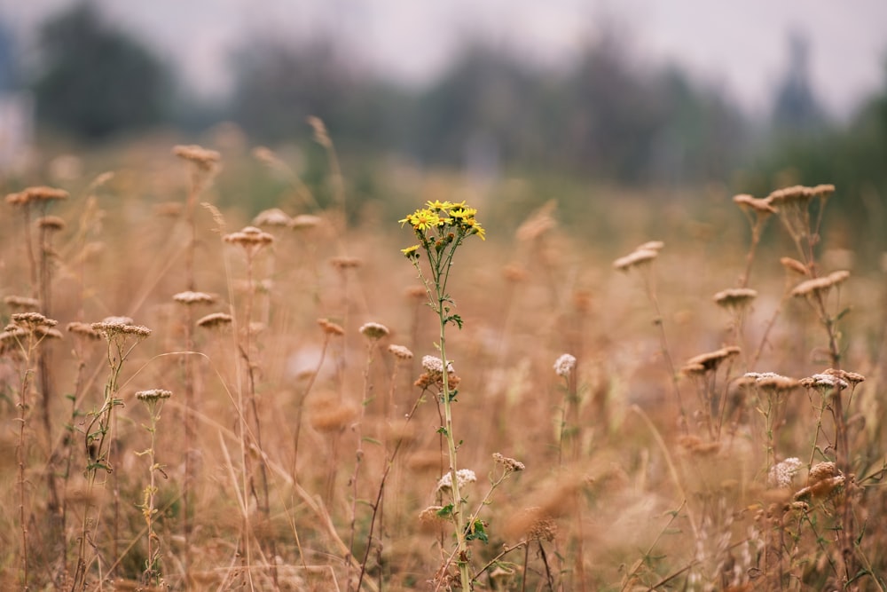 a yellow flower in a field