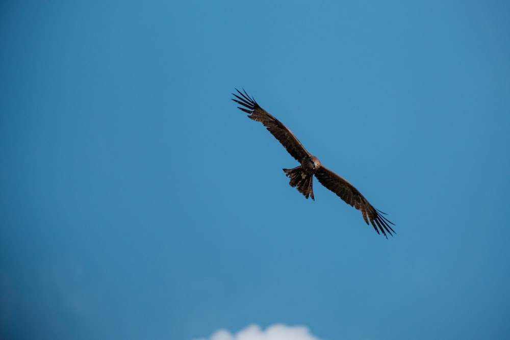a hawk flying in the sky