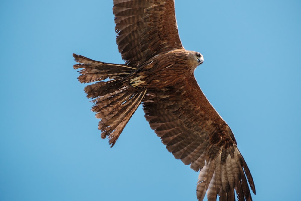 Un uccello che vola nel cielo