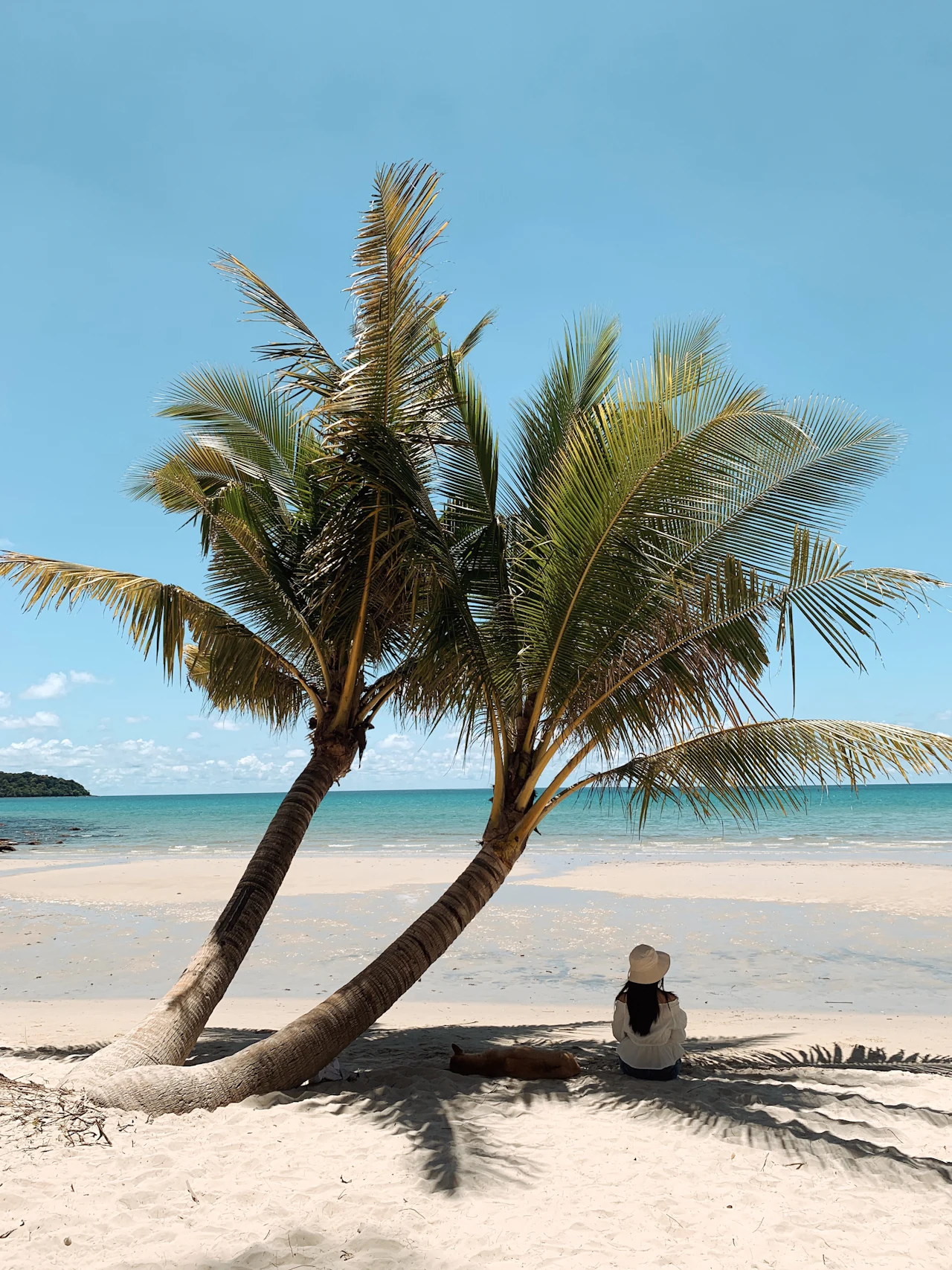 A palm tree beside a sandy beach on Koh Kood