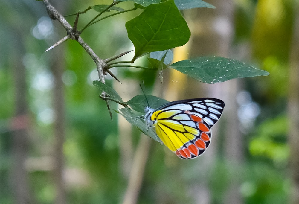 a butterfly on a leaf