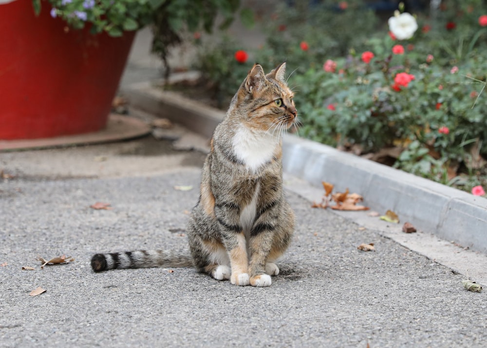 a cat sitting on a sidewalk