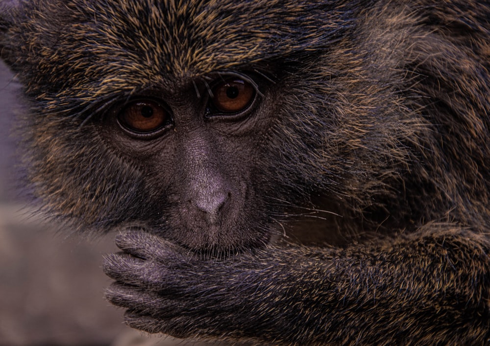 a close up of a monkey