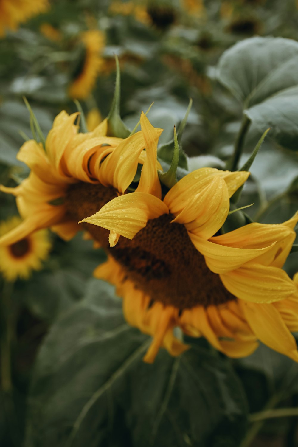 a close up of a yellow flower