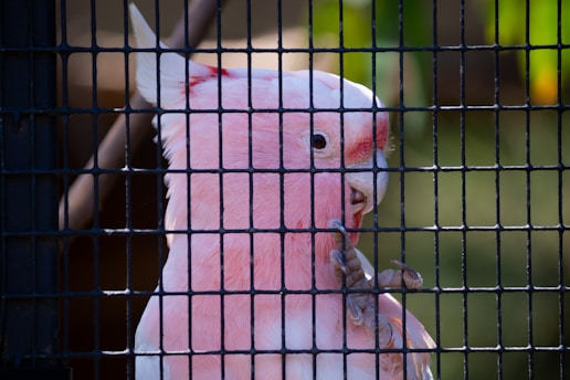 A pink and white parrot is perched behind a black metal cage, with one of its claws holding onto the bars. The bird has a soft, fluffy plumage and a curious expression. Its beak is slightly open, and the background consists of blurred greenery.