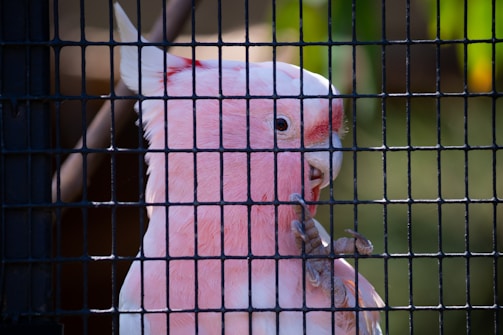 A pink and white parrot is perched behind a black metal cage, with one of its claws holding onto the bars. The bird has a soft, fluffy plumage and a curious expression. Its beak is slightly open, and the background consists of blurred greenery.