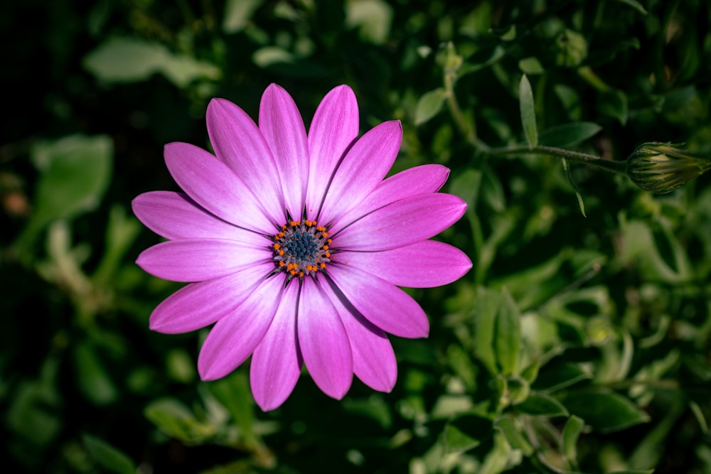 a purple flower with green leaves