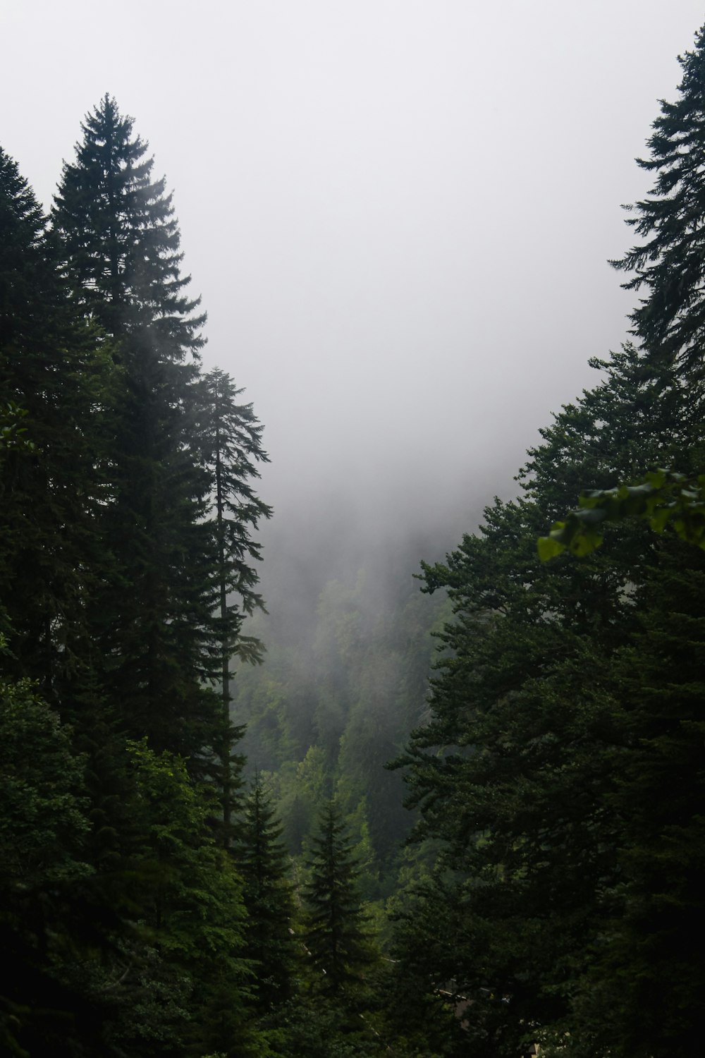 a forest of trees