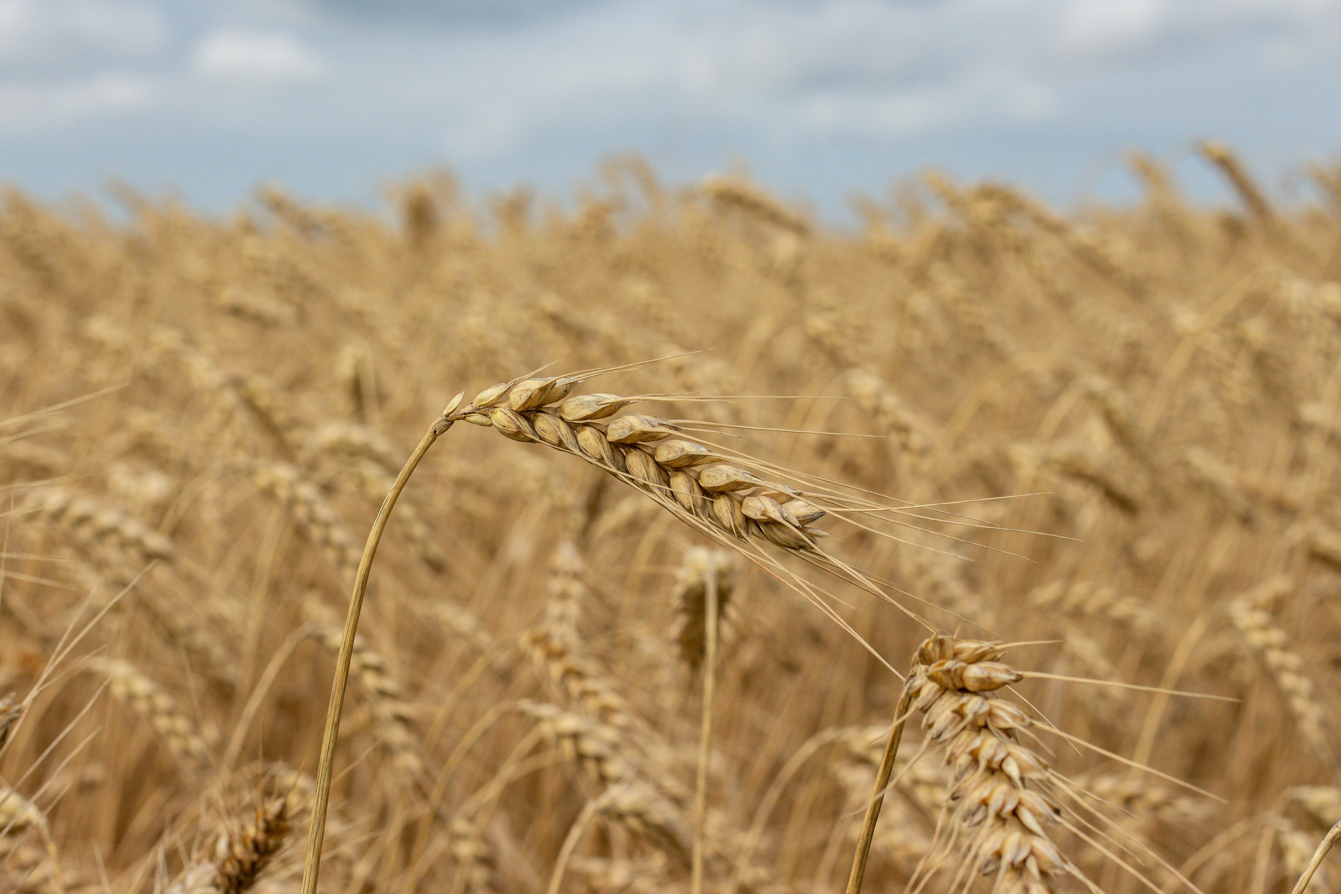 Photo by viktorsmoliak