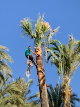A professional arborist trimming a tall tree with safety gear on a sunny day.