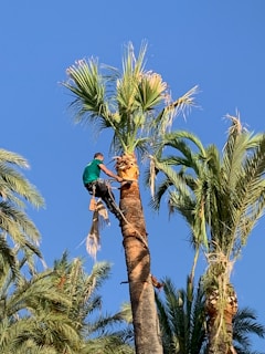A person is climbing a tall palm tree using climbing gear. The individual is wearing a green shirt and appears to be performing maintenance or harvesting work at the top of the tree. The sky is clear and blue, and several other palm trees are visible in the background, creating a lush, green environment.