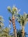 A person is climbing a tall palm tree using climbing gear. The individual is wearing a green shirt and appears to be performing maintenance or harvesting work at the top of the tree. The sky is clear and blue, and several other palm trees are visible in the background, creating a lush, green environment.