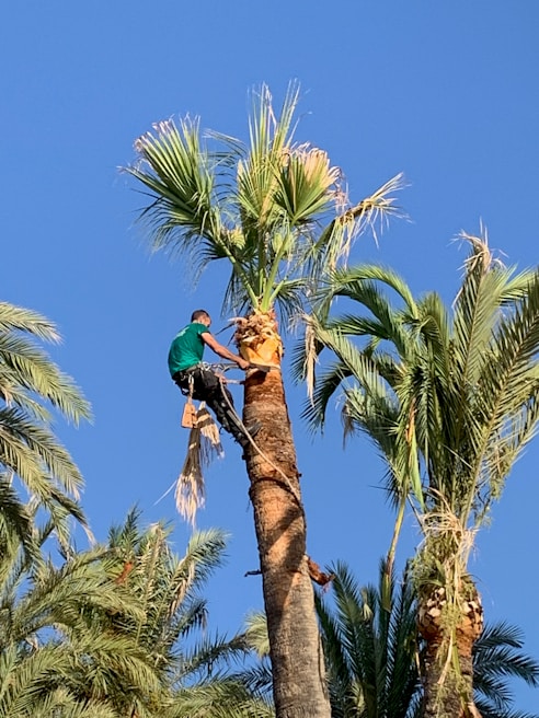 Heavy-duty harvesting tool designed for tall palm trees in use