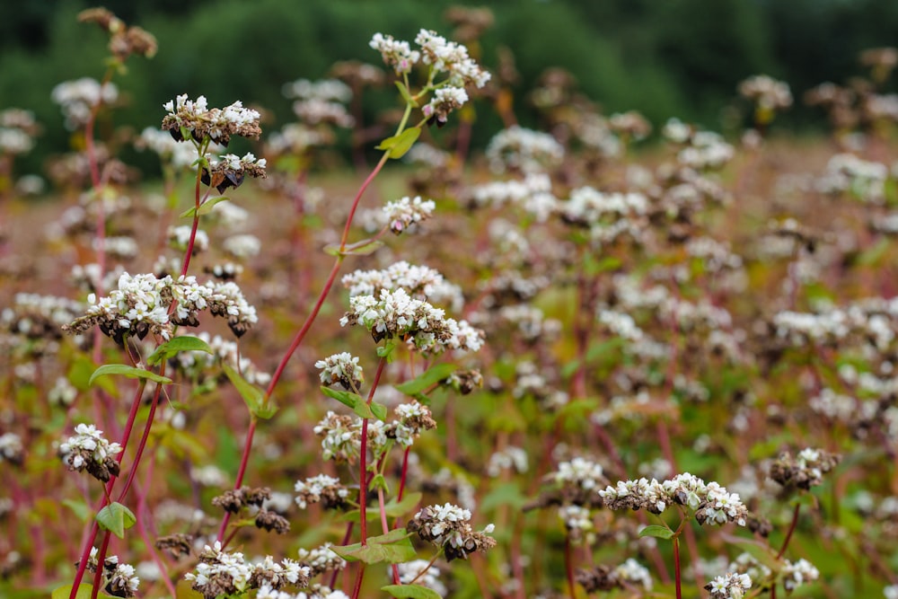 a close up of some flowers