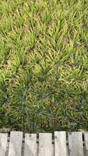A field of dense, bright green grass arranged in neat rows, bordered by wooden planks at the bottom. The grass blades are long and slender, with a uniform, vibrant appearance.