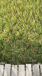 A field of dense, bright green grass arranged in neat rows, bordered by wooden planks at the bottom. The grass blades are long and slender, with a uniform, vibrant appearance.