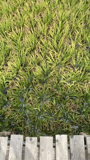 A field of dense, bright green grass arranged in neat rows, bordered by wooden planks at the bottom. The grass blades are long and slender, with a uniform, vibrant appearance.