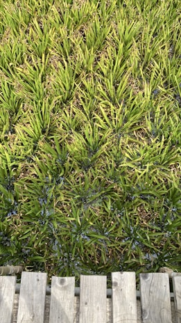 A field of dense, bright green grass arranged in neat rows, bordered by wooden planks at the bottom. The grass blades are long and slender, with a uniform, vibrant appearance.