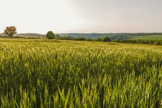 a large field of green grass