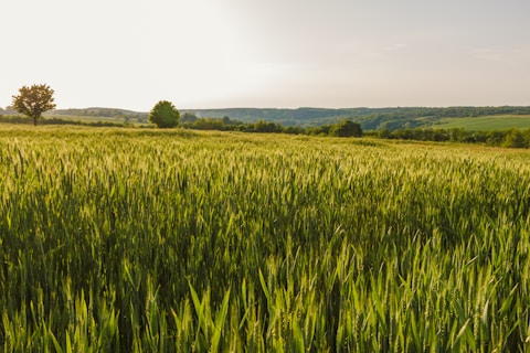 a large field of green grass