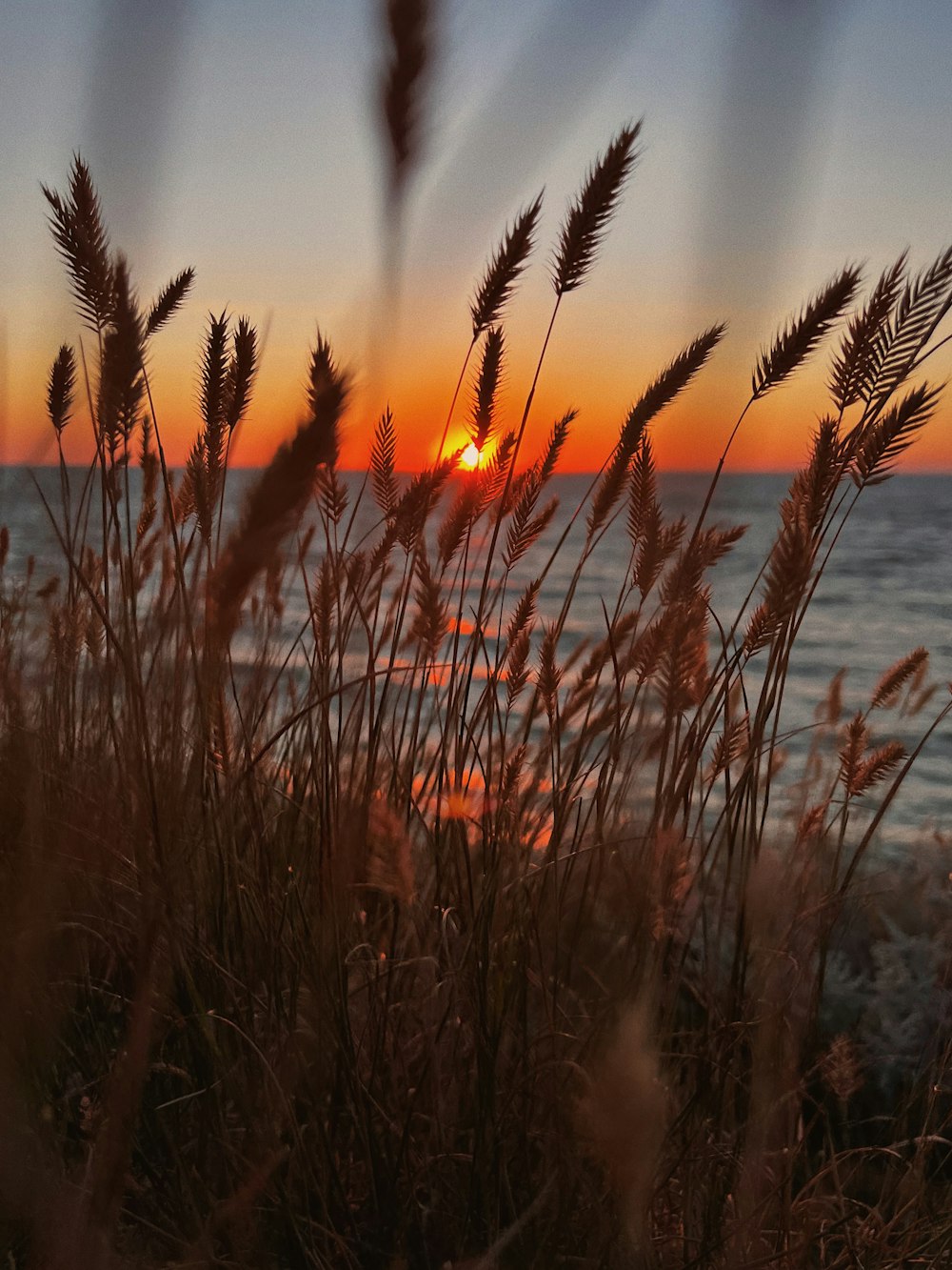 a field of wheat