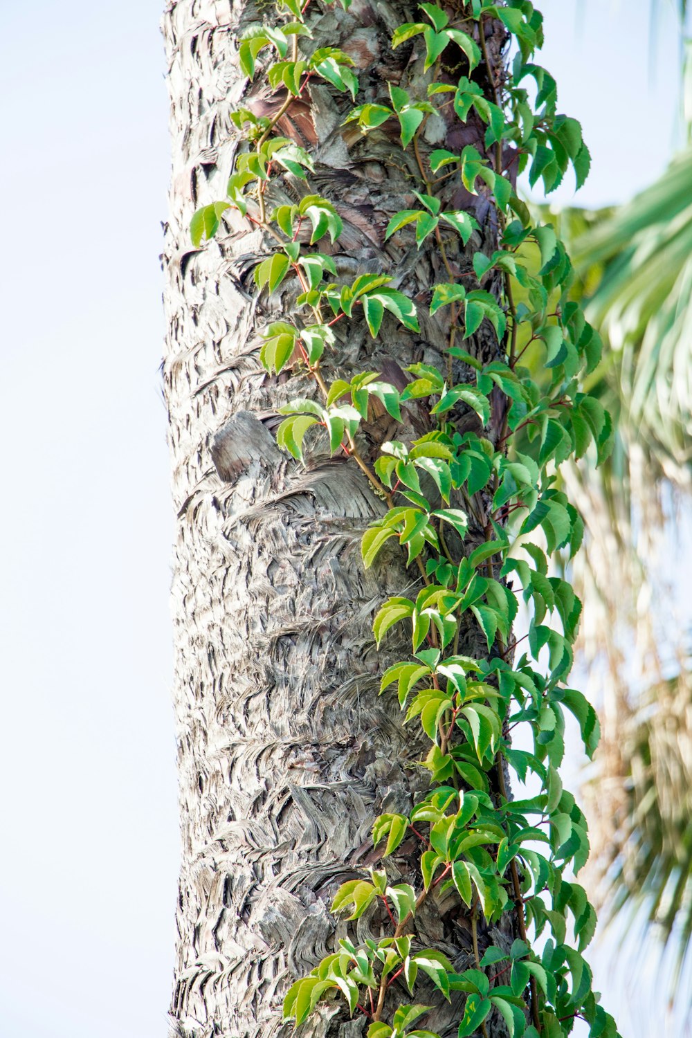 a squirrel on a tree