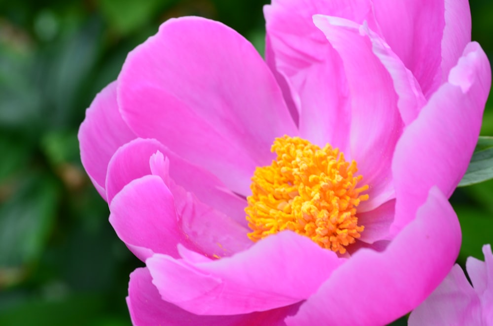 a close up of a flower