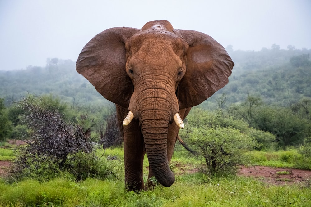 an elephant with tusks