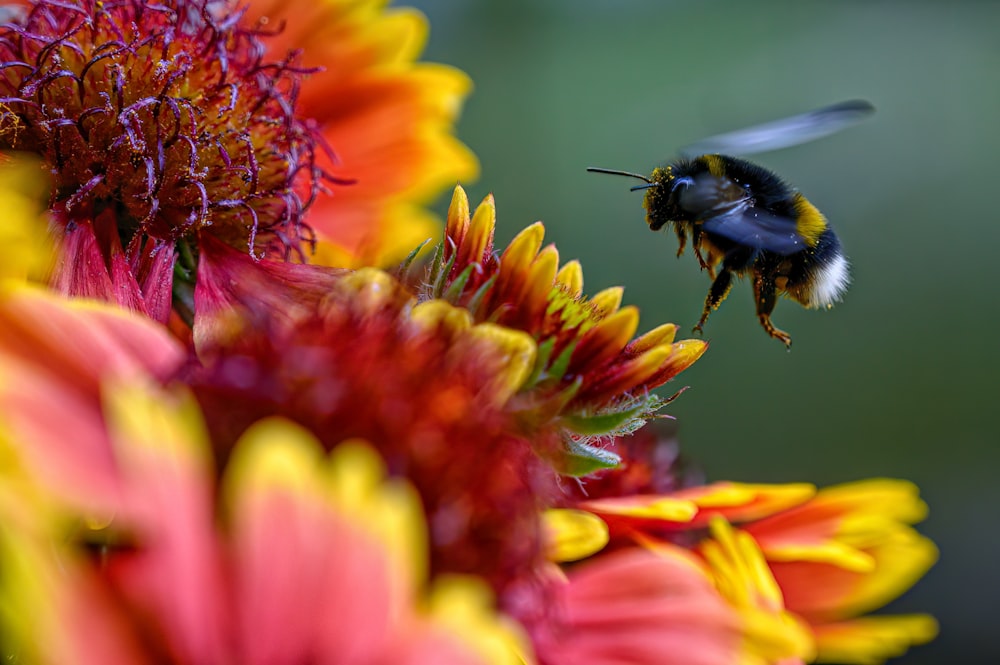 a bee on a flower