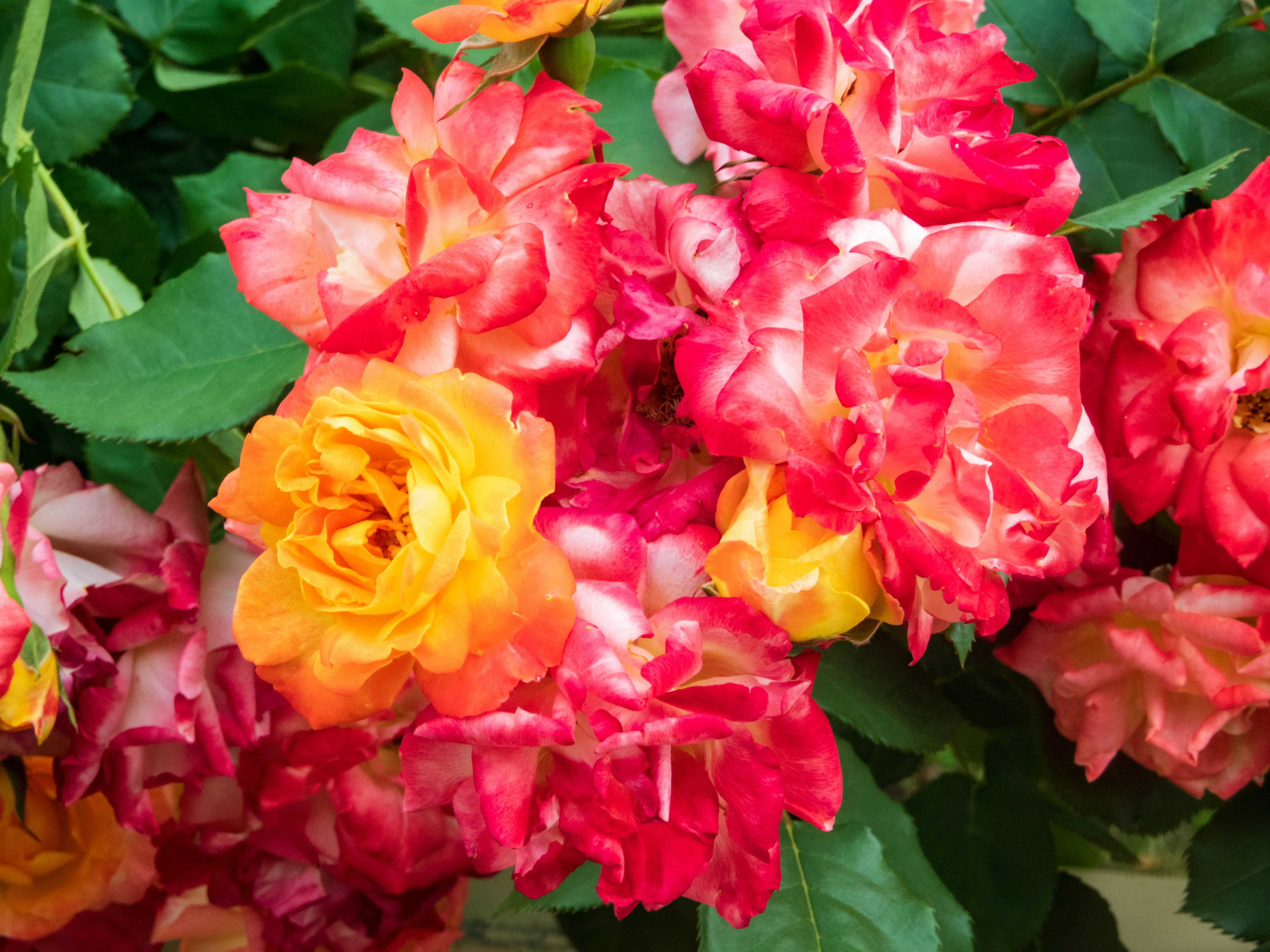 Photo by heppoko_yama