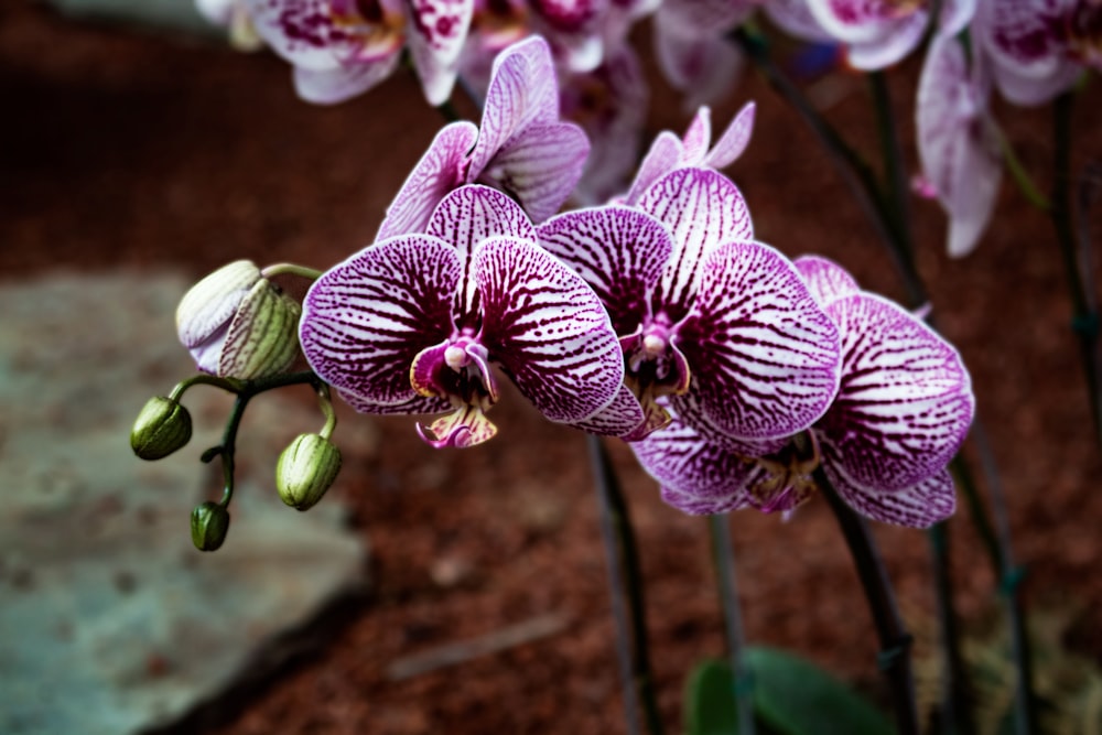 a close up of a flower