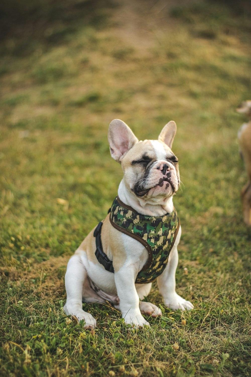 a dog sitting in the grass