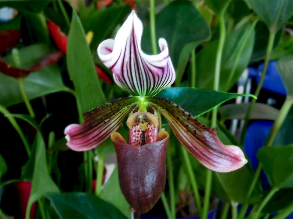 a moth on a flower