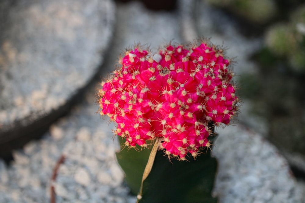 a close up of a flower