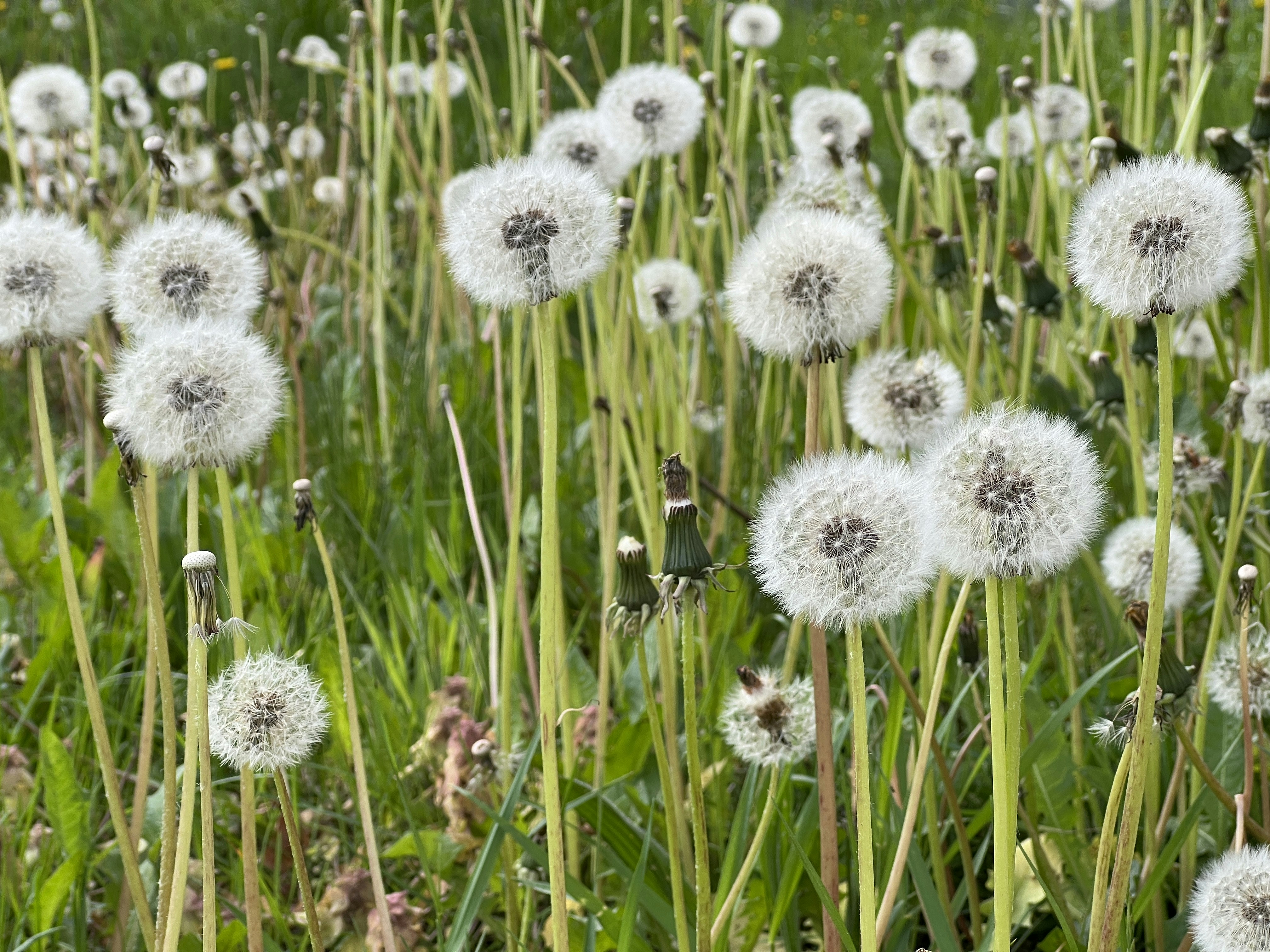 Photo by kallehamburg